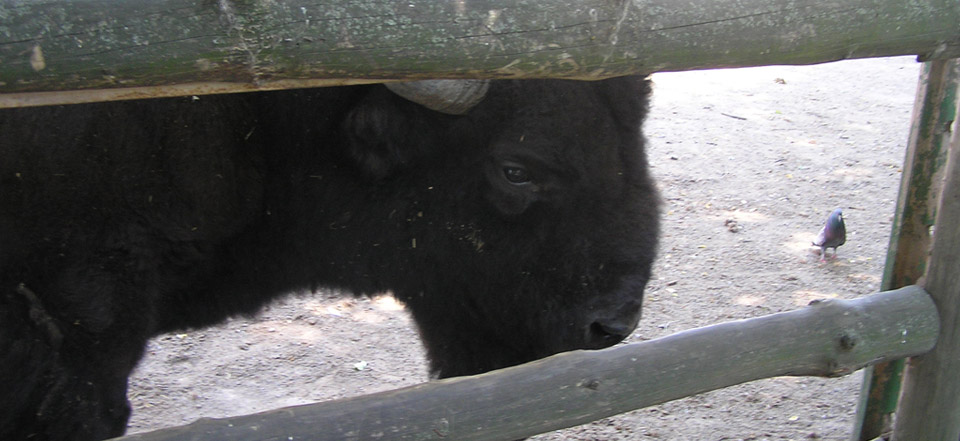 网页攻击器教程